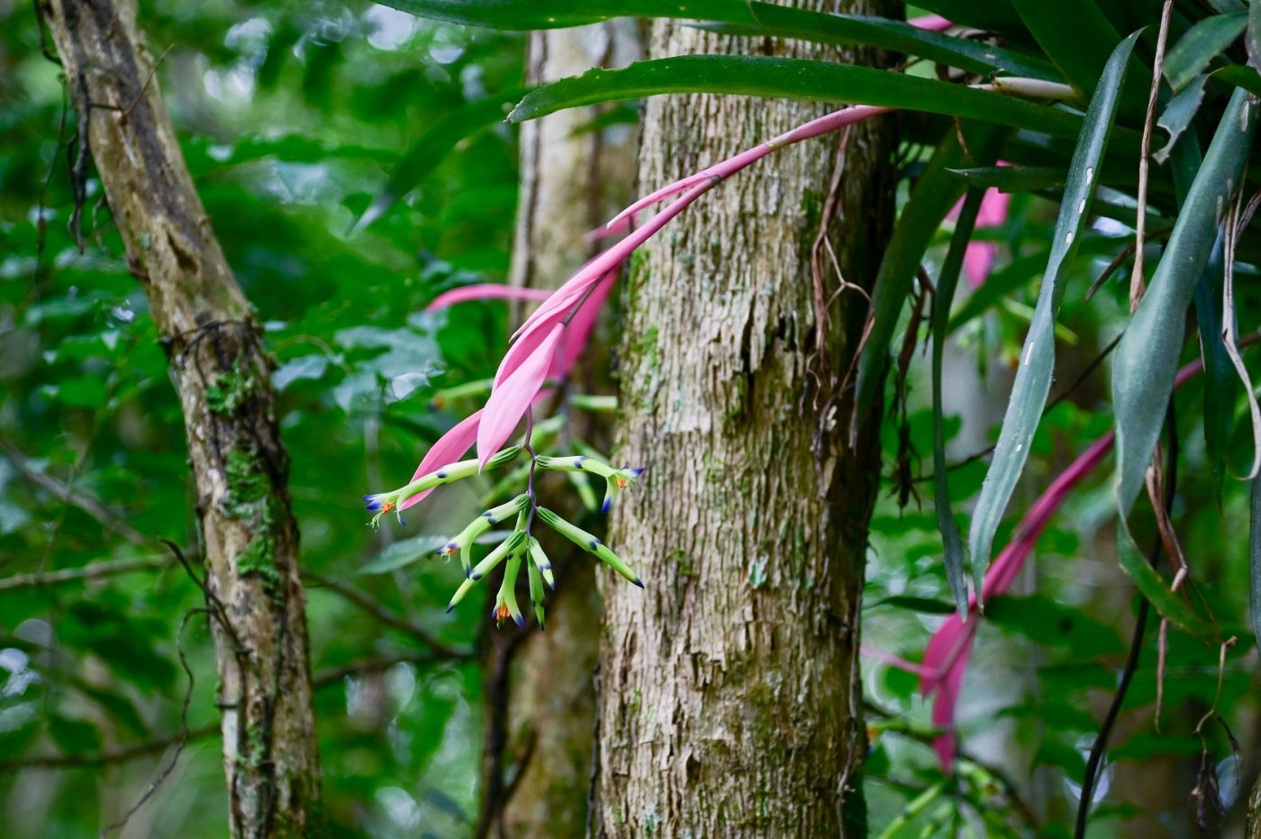 reintrodução plantas nativas