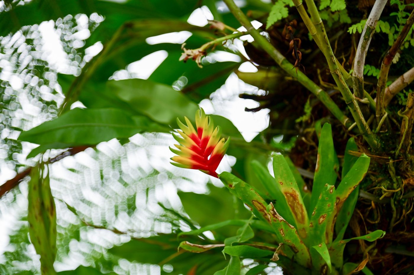 reintrodução plantas nativas