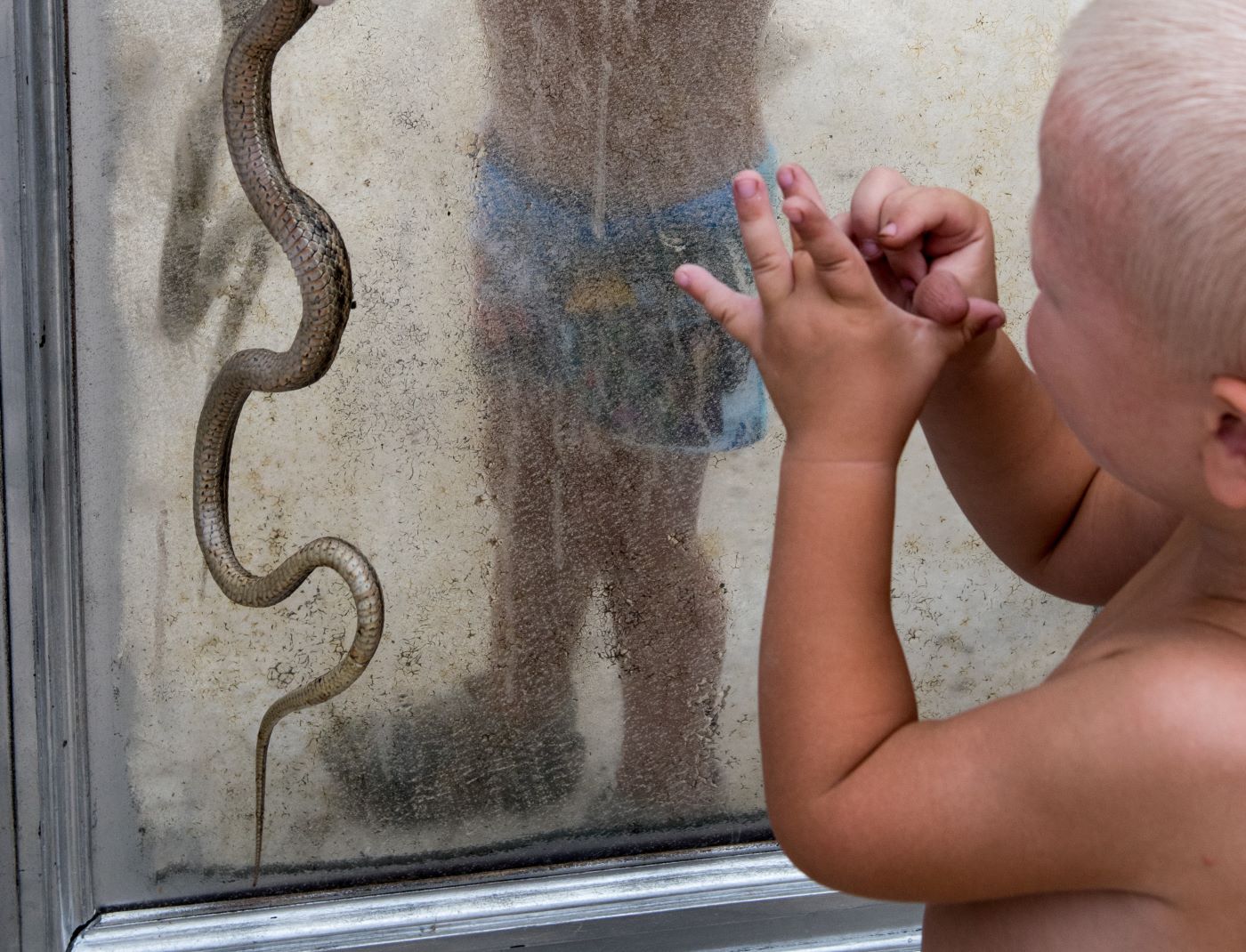 picada de cobra em crianças